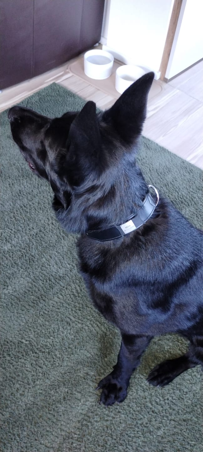 Customer photo review of Klapperfreie Hundemarke Silikonslider mit Edelstahl-Schild für Halsbänder inkl. GRATIS Gravur