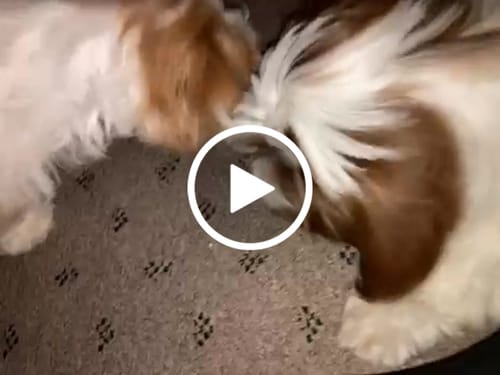 Customer video review of Pumpkin Yak Chews