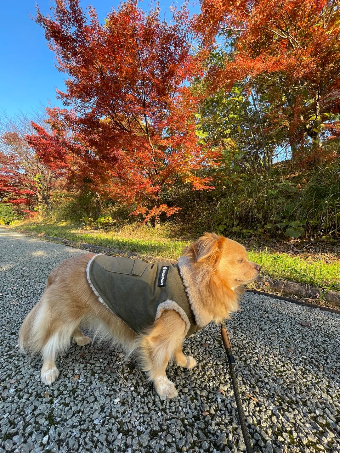 Customer photo review of Workdog Insulated Utility Jacket - Green