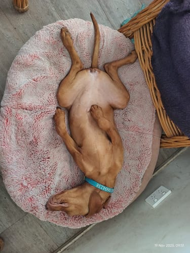 Robyn H. review of XXL Rebound Foam Mattress Dog Bed - Interior/Outdoor image 1 out of 3