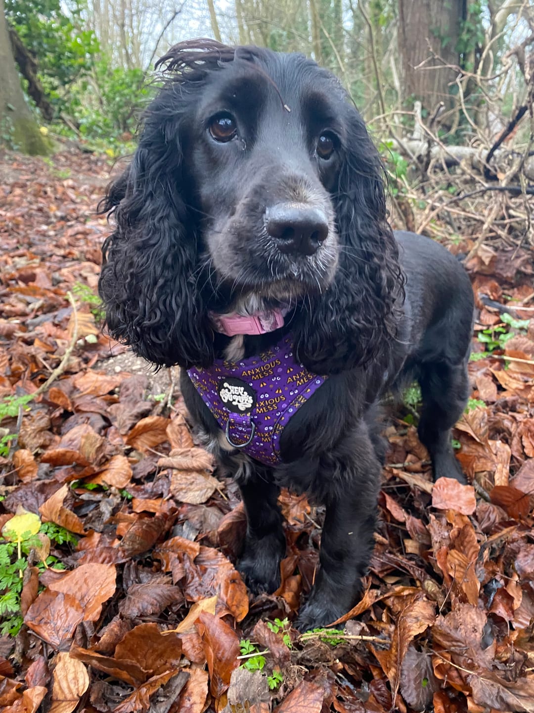 Customer photo review of Anxious mess harness