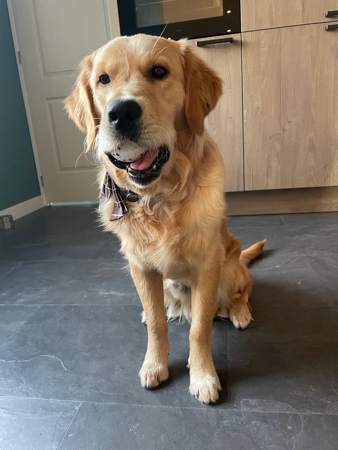 Customer photo review of Pet Perfect - ETPU ballen - geschikt voor XL Ballenwerper - 64mm