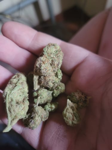 Customer photo review of Berry Gelato - 28 Grams (Indica)