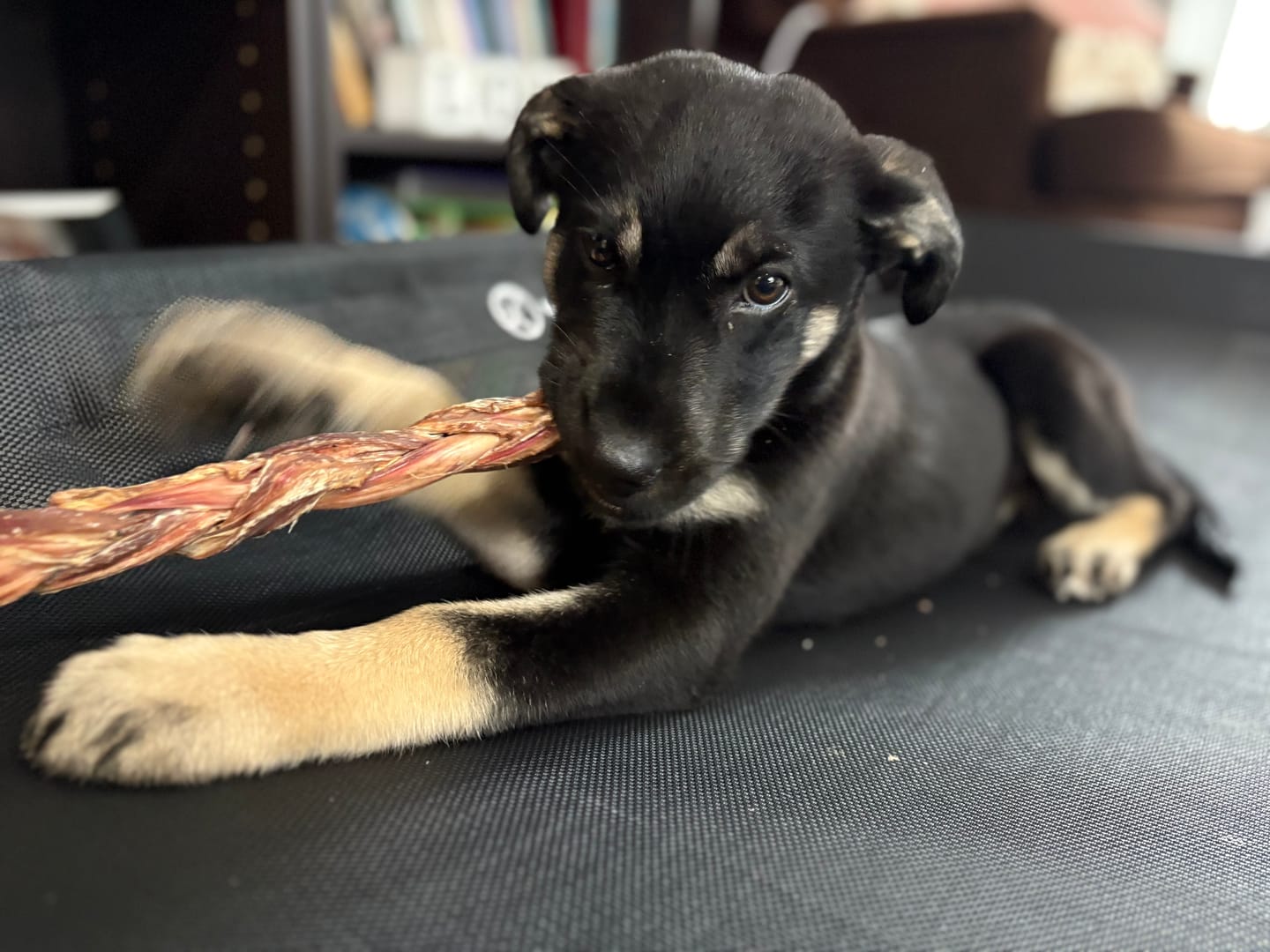 Customer photo review of 12 Inch Braided Jerky Stick