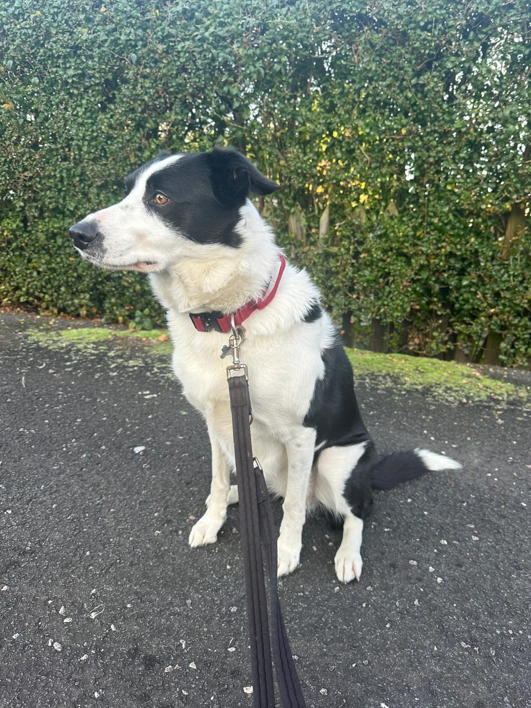 Customer photo review of 2.5cm Combat® Collar | With Handle & Rated Clip - Burgundy