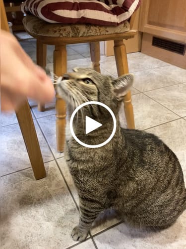 Customer video review of Patsli Move