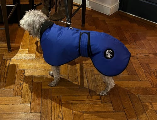 Customer photo review of Vetra - Warm Sighthound Coat with Zip Harness Hole