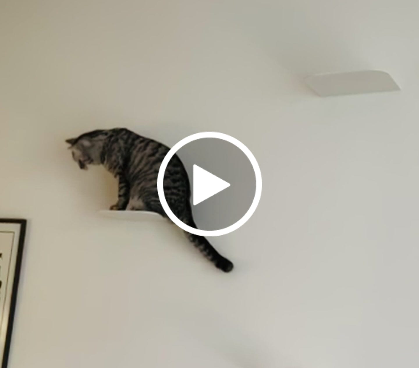 Customer video review of STYA Katzen Kletterwand | Katzen Treppe WL140 | Mit 3 Stufen