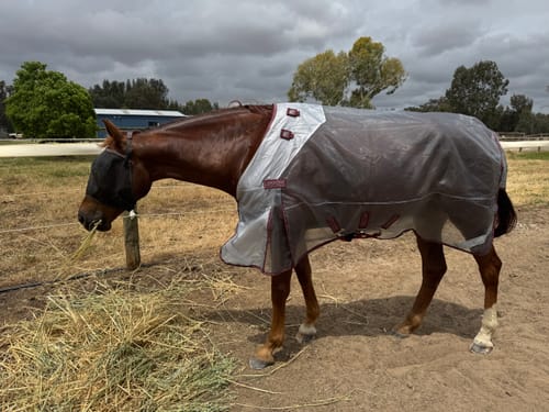 Customer photo review of LE Defender Anti-Insect Fly Rug