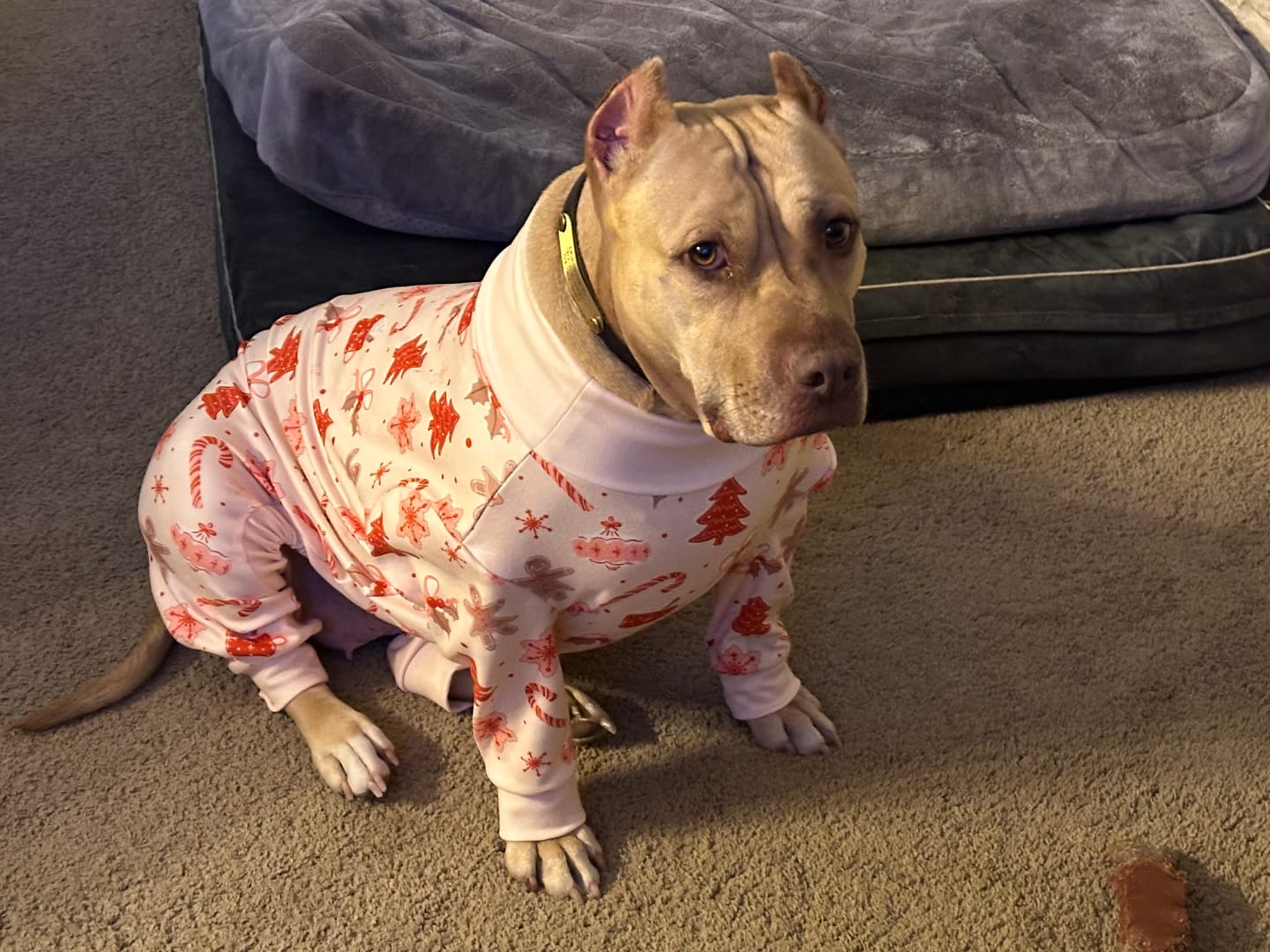 Customer photo review of Dog Christmas Pajama - Candy Cane