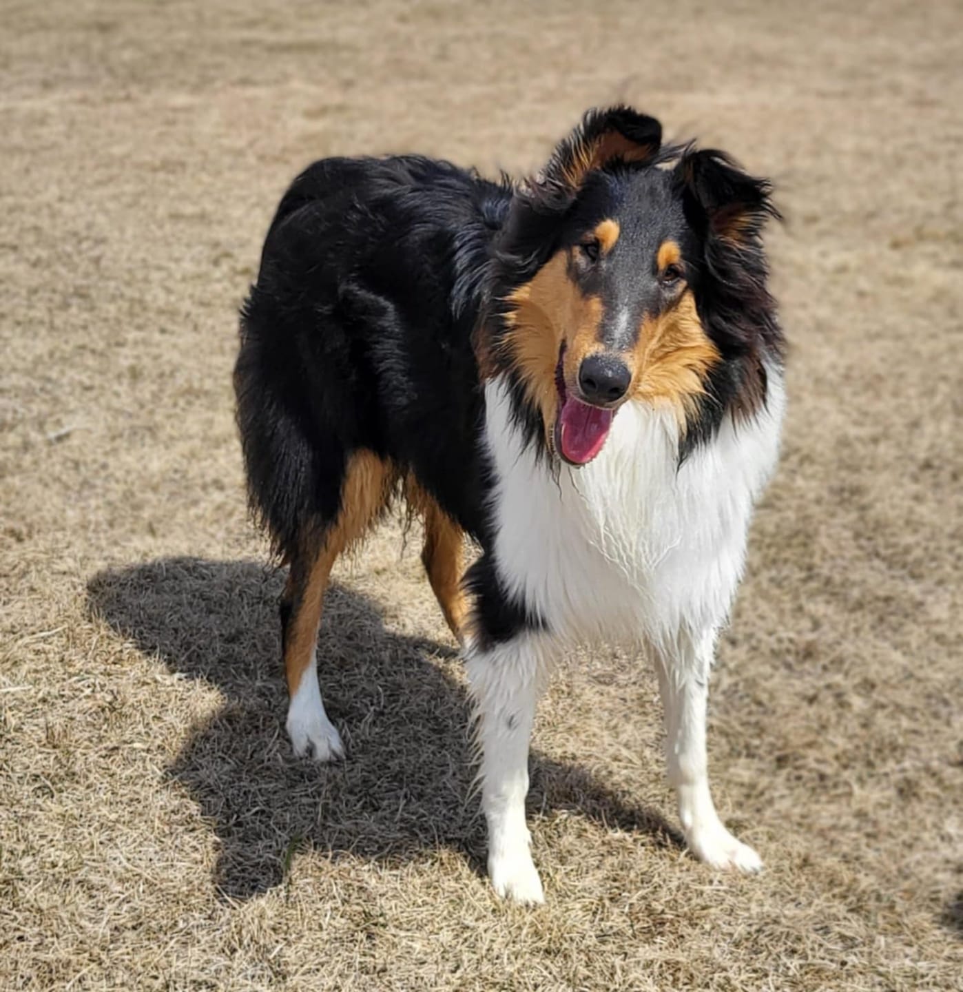 Customer photo review of Blueberry Himalayan Yak Chew (MEDIUM)