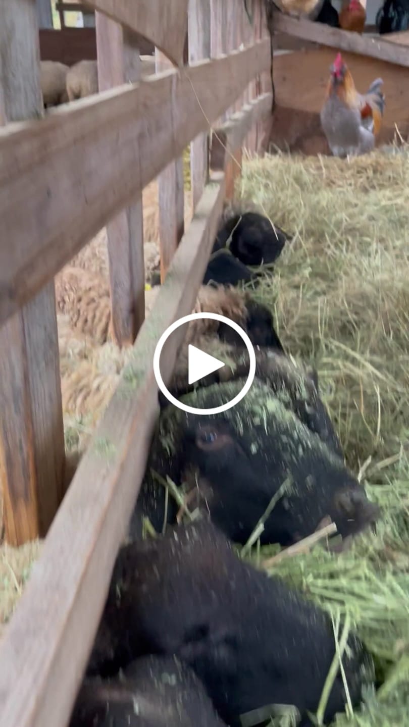 Customer video review of 1st Cutting Timothy Orchard (Click here for Qty Discount) Grass Hay (Buy More - Save More)(Includes delivery too!)
