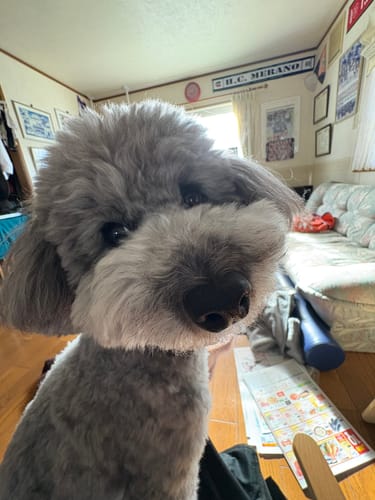 Customer photo review of FunFunPet 高機能ハーネス（お名前タグ作成サービス付き）