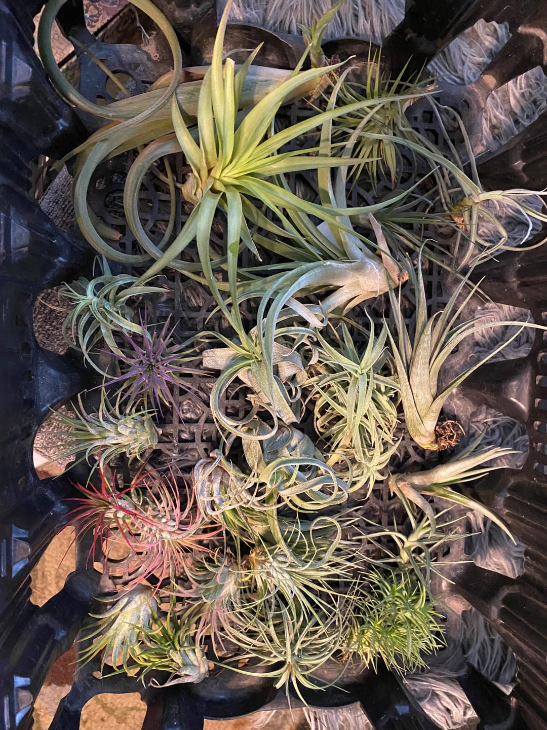 Customer photo review of B Quality Greenhouse Mix 10 Plant Pack