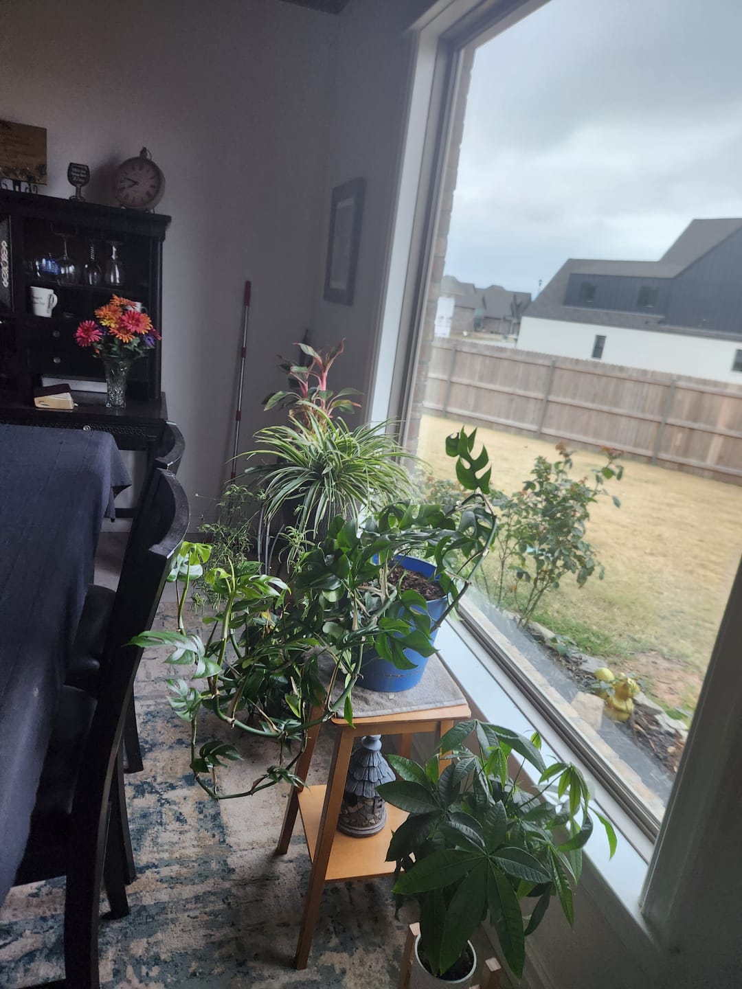 Customer photo review of Plant Care Kit - Complete Care for Thriving Indoor Plants