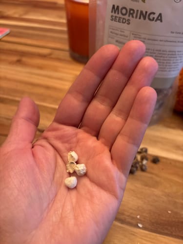 Customer photo review of Moringa Seeds