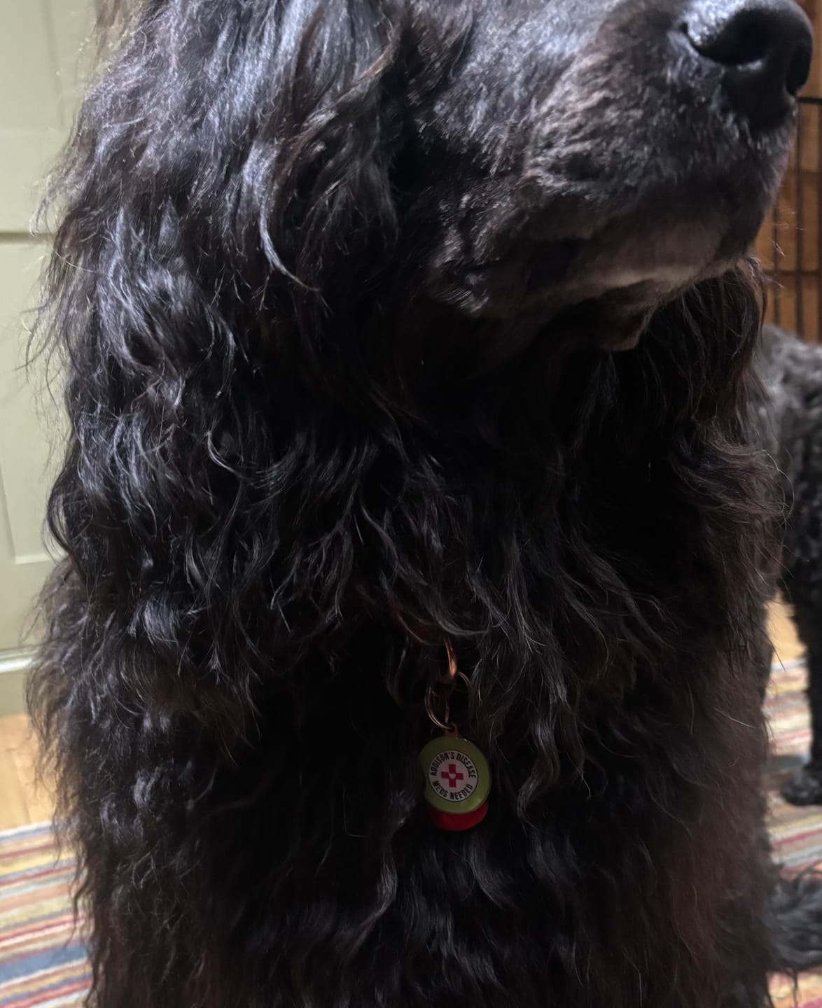 Customer photo review of Addison's Disease Dog Tag