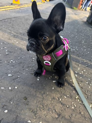 Customer photo review of Trail & Glow® Dog Harness Bundle Set - COLOUR DROPS® - Olive it Hot