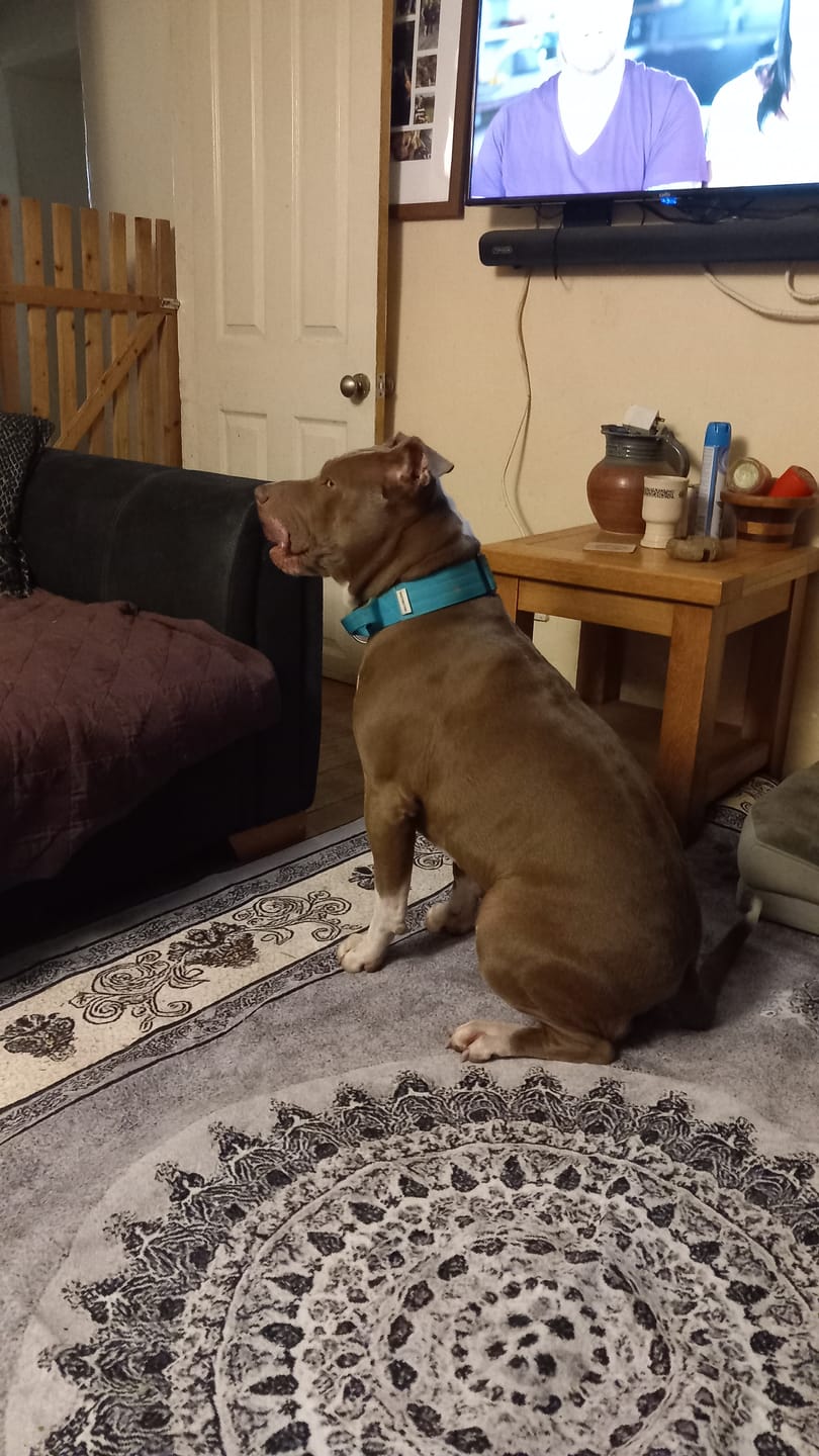 Customer photo review of 5cm Combat® Collar | With Handle & Secure Clip - Turquoise