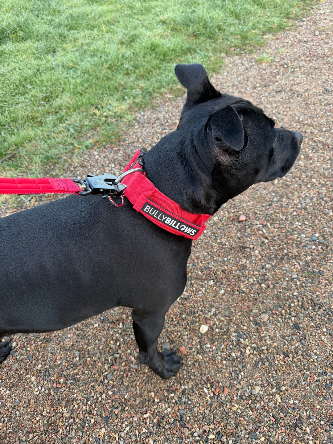 Customer photo review of 5cm Combat® Collar | With Handle & Secure Clip - Red
