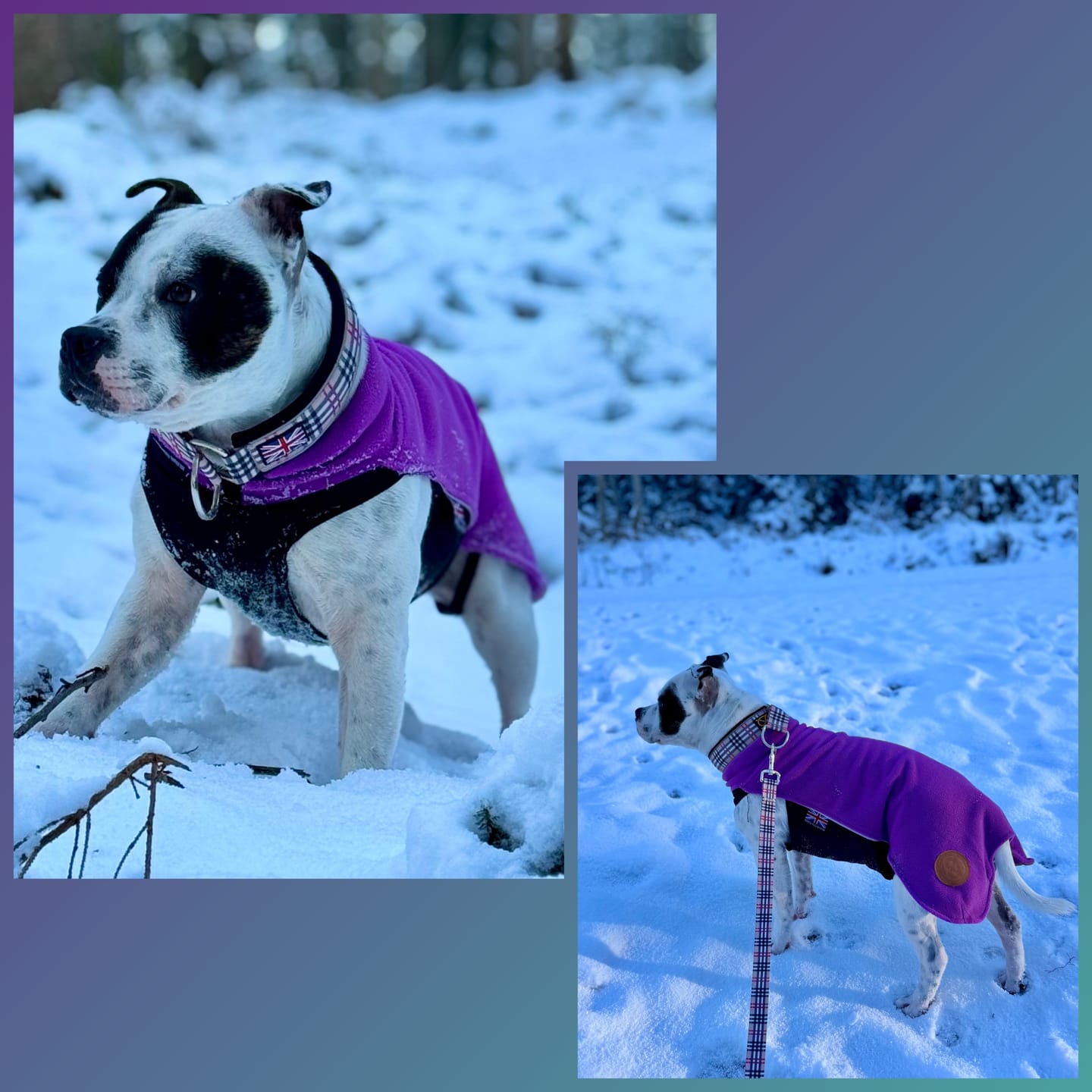 Customer photo review of Staffordshire Bull Terrier 1935® Martingale Collar - Staffburry Beige