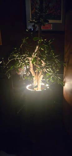 Customer photo review of Aura | Medium Round LED Planter - Luna White