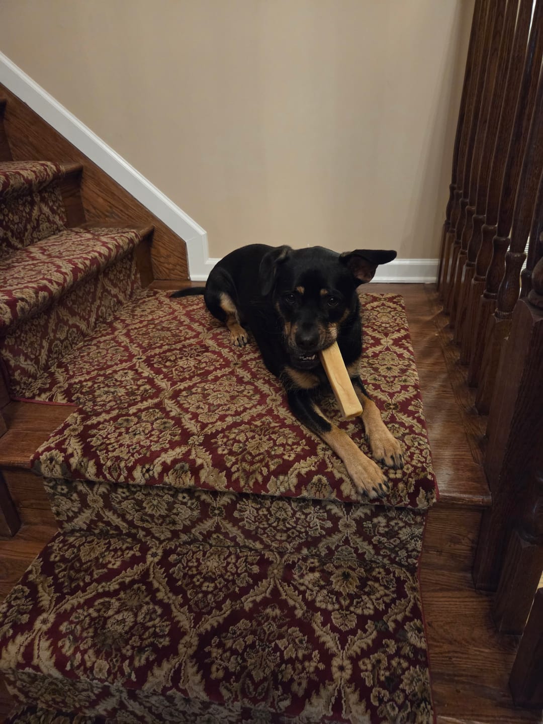 Customer photo review of Himalayan Yak Chew (EXTRA LARGE)