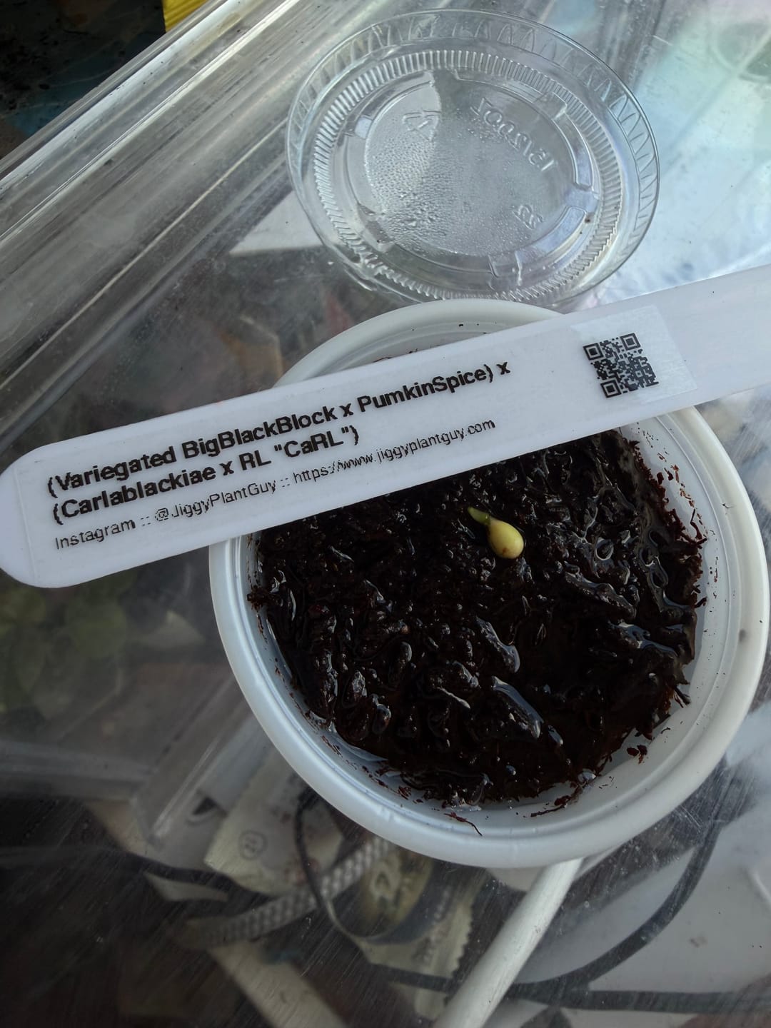 Customer photo review of (Variegated BigBlackBlock x PumkinSpice) x (Carlablackiae x RL "CaRL")