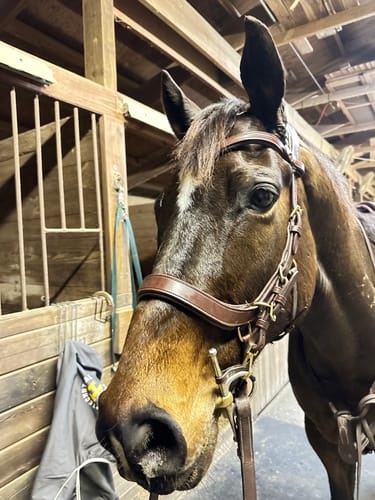 Customer photo review of Lily multi bridle