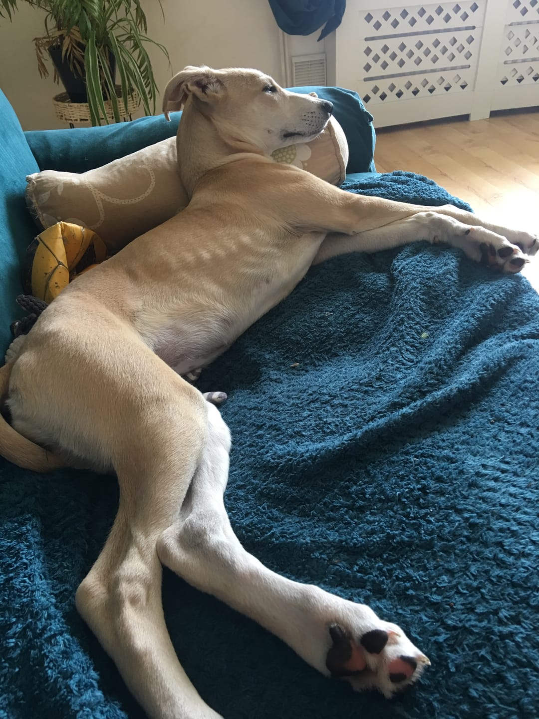 Customer photo review of MultiProtein Dry Puppy Food