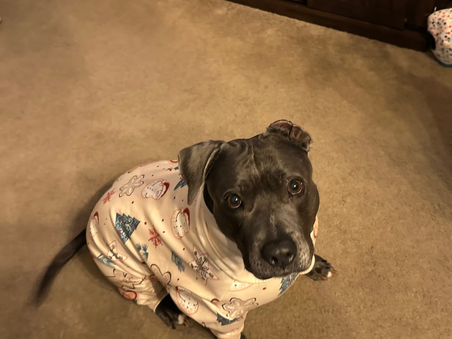 Customer photo review of Dog Christmas Pajama - Frosty Night