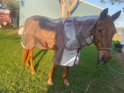 Customer photo review of LE Defender Anti-Insect Fly Rug