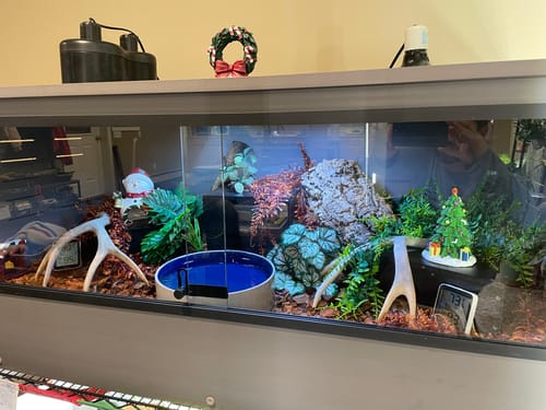 Customer photo review of BlackBox Subterranean Hides Medium 9x9x4"