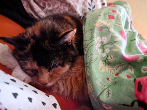 Customer photo review of 1 Month Supply – 1 Cat