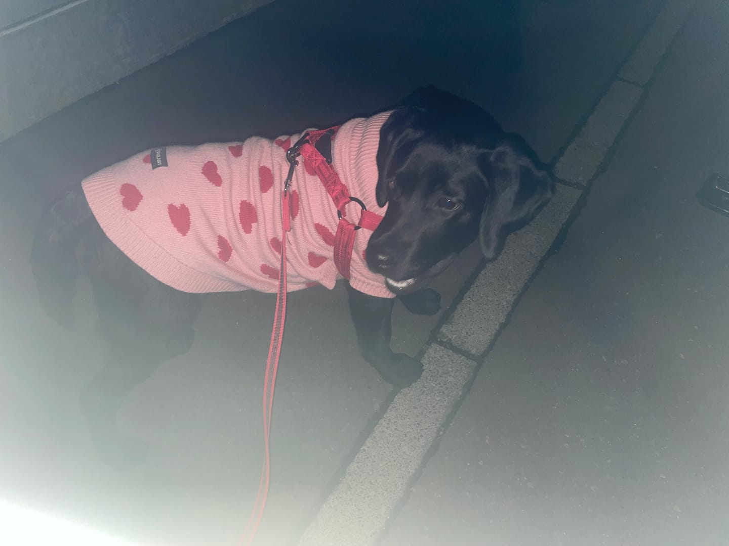 Customer photo review of Hearts Knit Dog Sweater