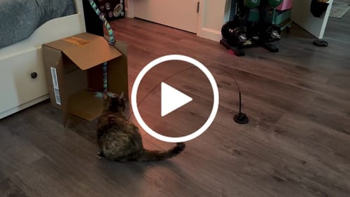 Customer video review of Interactive Bird Simulation Cat Toy Hybrid Bundle