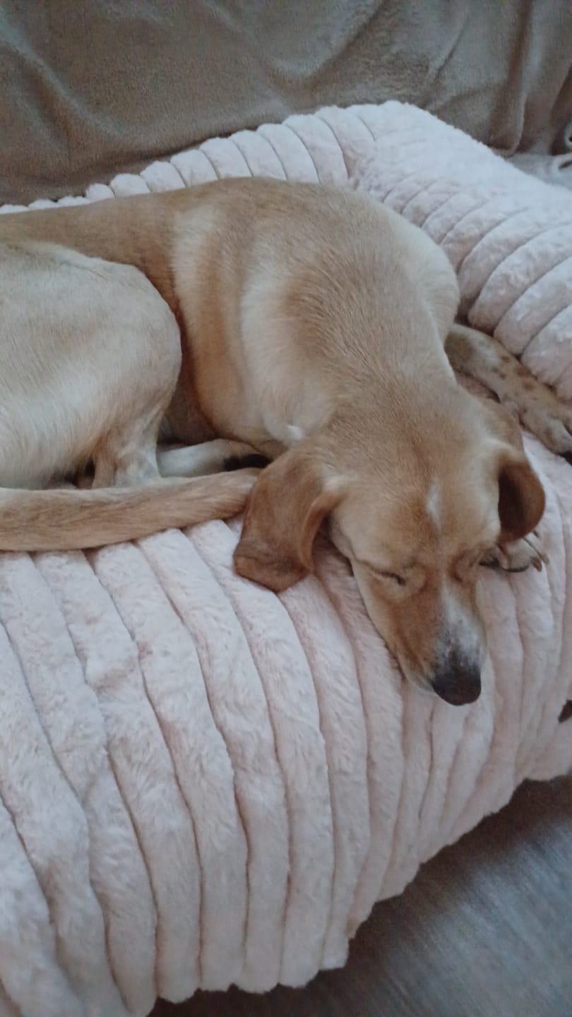 Customer photo review of Pet Perfect Luxe Hondendeken Bank - Bankbeschermer - Wasbaar
