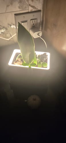 Customer photo review of Retro Table LED Planter - Zen Sage