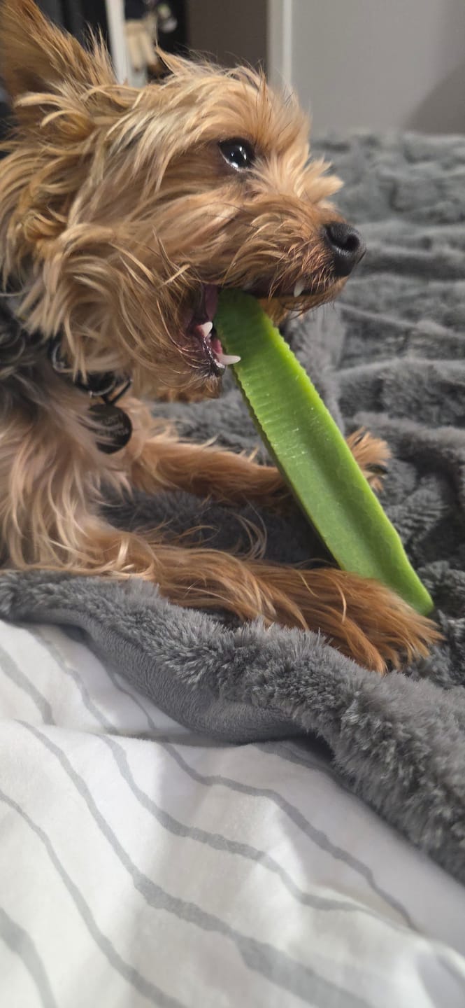 Customer photo review of Mint Himalayan Yak Chew (MEDIUM)