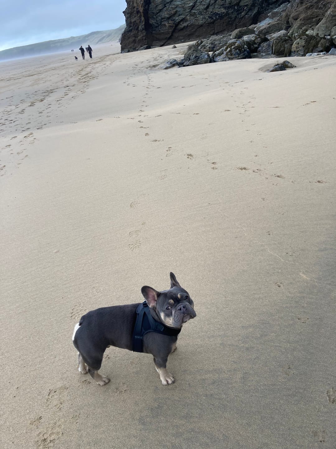Customer photo review of Boomerang Harness - XS-M Breeds - Black
