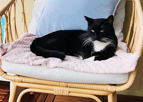 Customer photo review of Fit Litter PLUS - 3 month supply - 2 cat