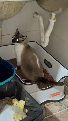 Customer photo review of Weasy Gato | Banheiro para gatos