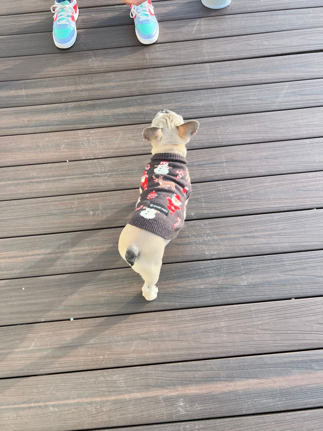Customer photo review of Christmas Knit Dog Sweater - Santa Clause