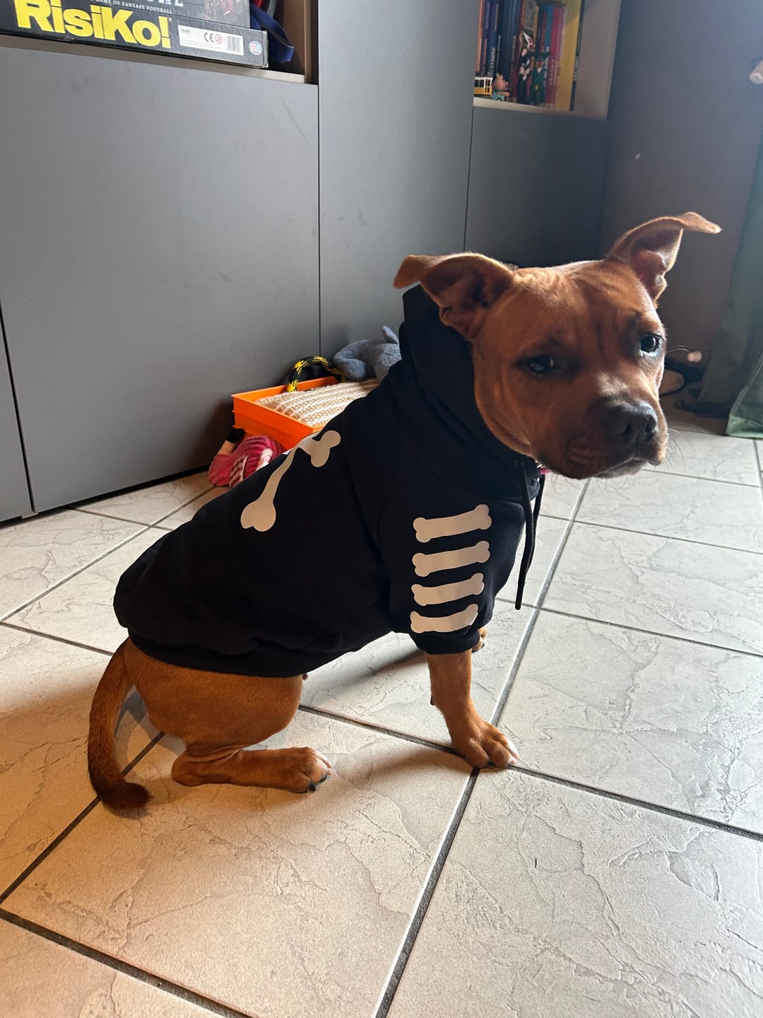 Customer photo review of Flower Knit Dog Sweater