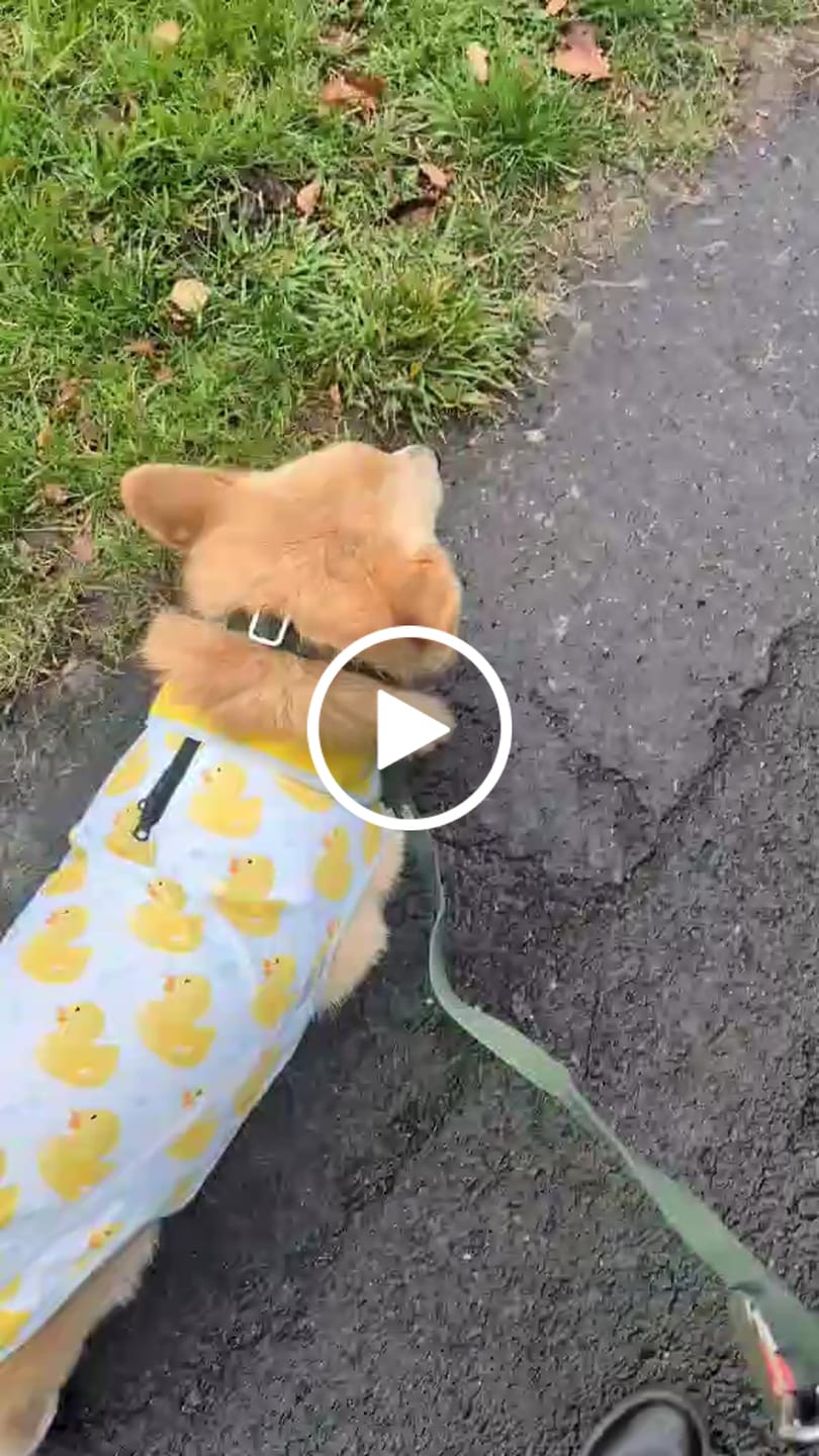 Customer video review of Tidal Waterproof Lead