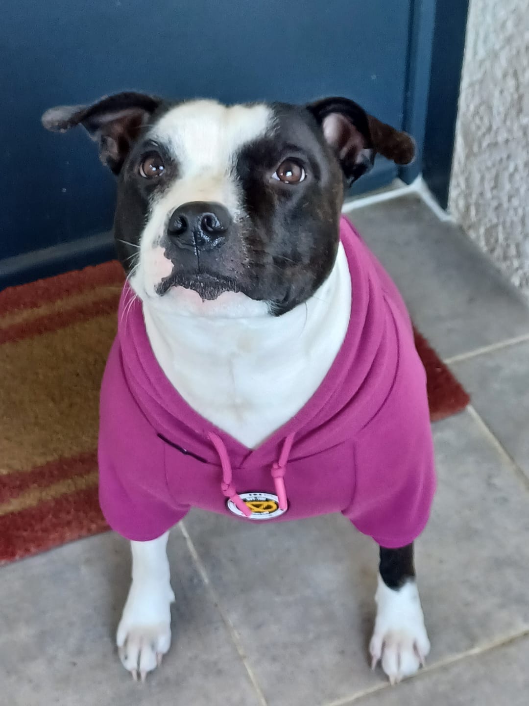 Customer photo review of Staffordshire Bull Terrier 1935® Hoodies - Purple