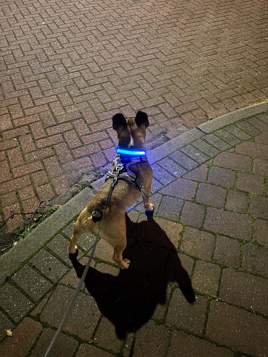 Customer photo review of Light Up Glow Dog Collar - USB Rechargeable