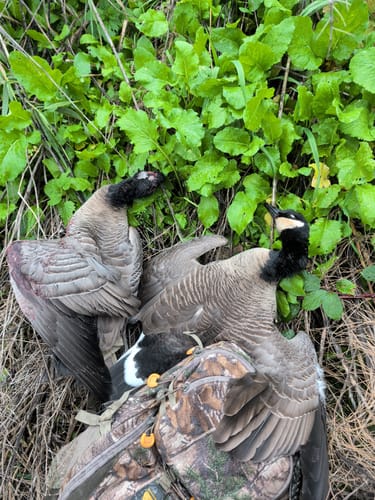 Customer photo review of SFX Goose Call