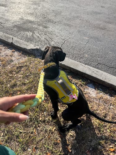 Customer photo review of FIDA No Pull Harness