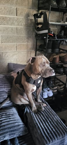 Customer photo review of No Pull Bully Proof Harness